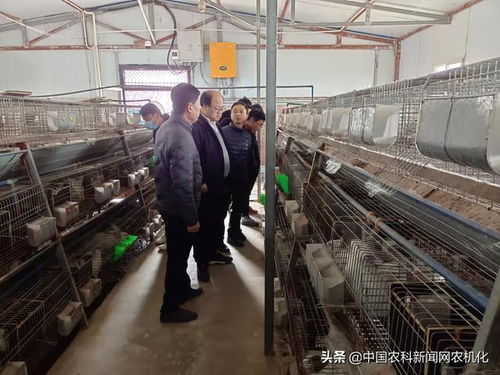 陕西长武 家兔养殖拓宽龙头村群众致富路
