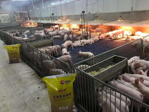 迎战春节,傲农饲料人争分夺秒忙生产,火力全开保供给